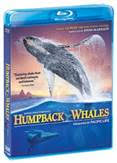 Humpback Whales BD